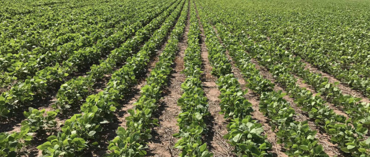 Campo en Venta en General Villegas