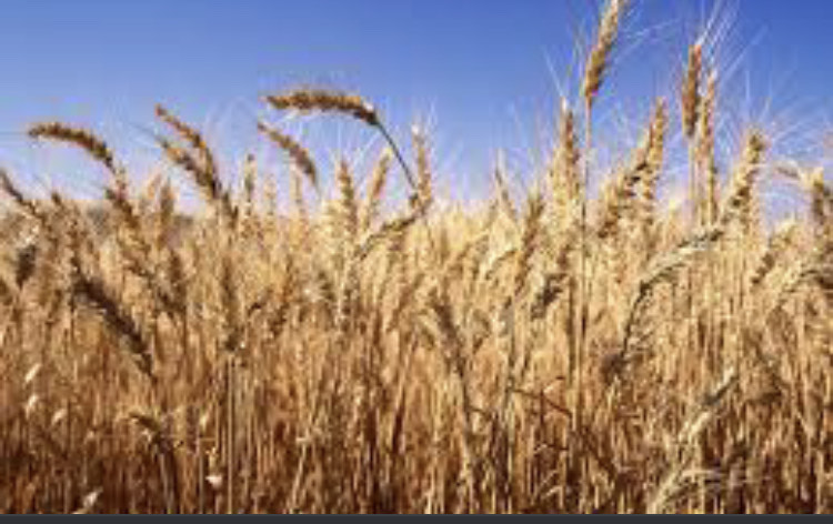 Campo en Venta en General Villegas