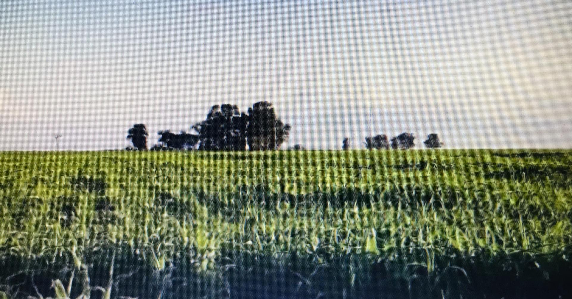 Campo en Venta en Ameghino