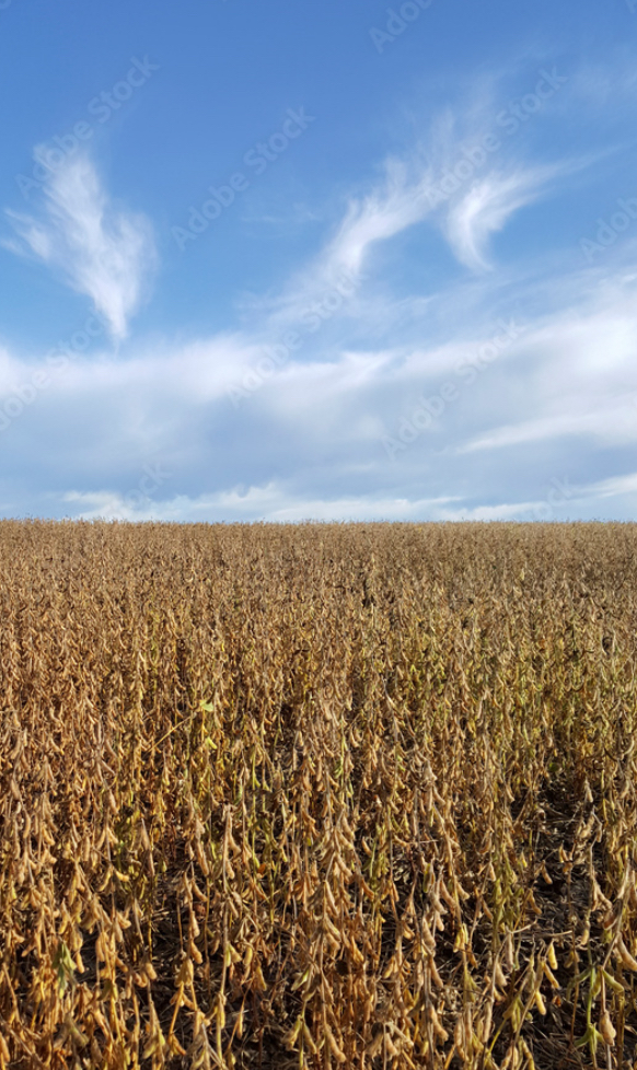 Campo en Venta en General Villegas