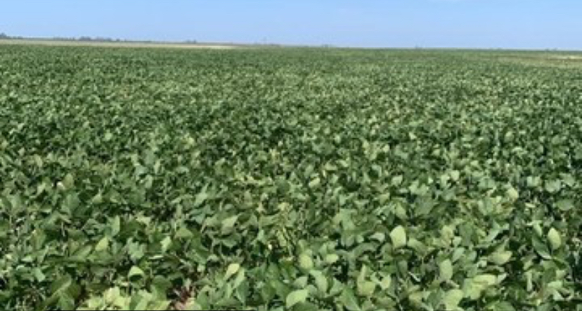 Campo en Venta en General Villegas